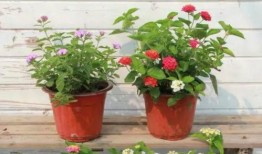 福州表弟爆料视频最新,揭秘最新视频背后的惊人真相！